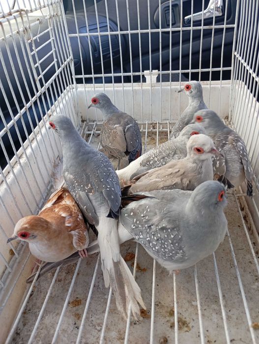 Vendo rolinha diamante