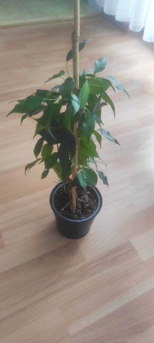 Kwiatek Ficus Benjamina