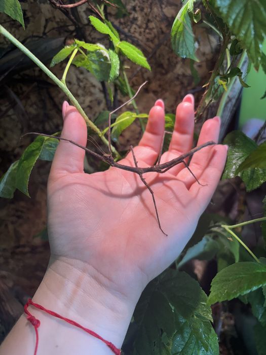 Młode patyczaki oddam