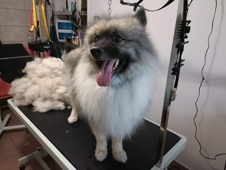Groomer, psi fryzjer, pielęgnacja, strzyżenie, kąpiel, rozczesywanie.