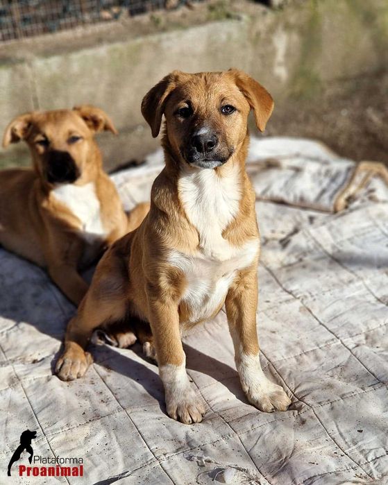 RALFA - Cadelinha jovem para Adoção