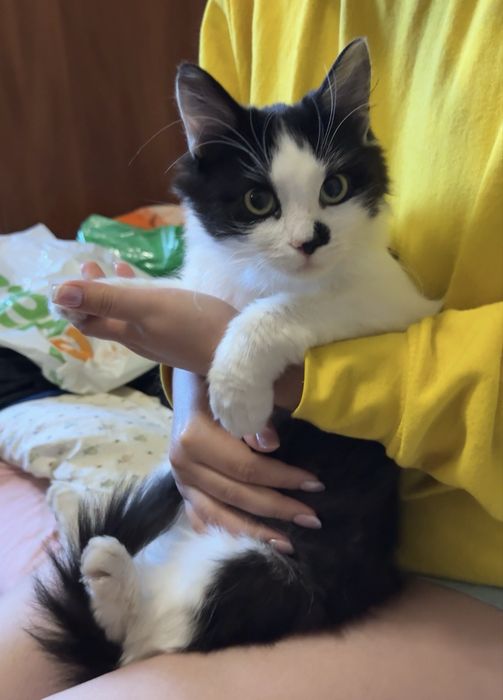 Добрый и нежный котик ищет хозяев