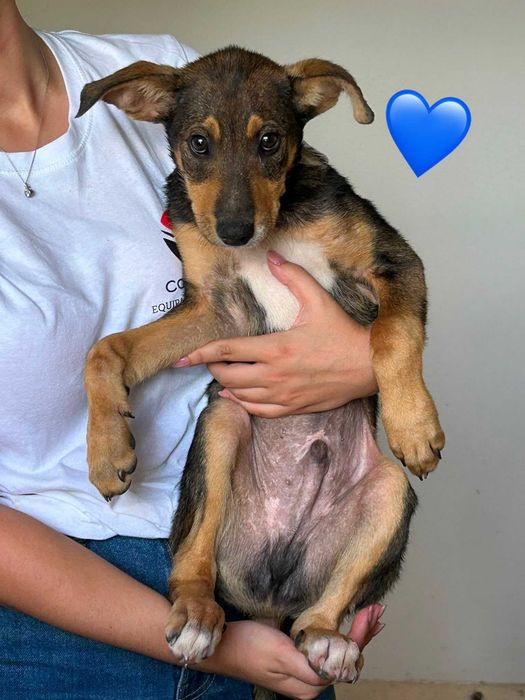 Cães bebés para adoção responsável