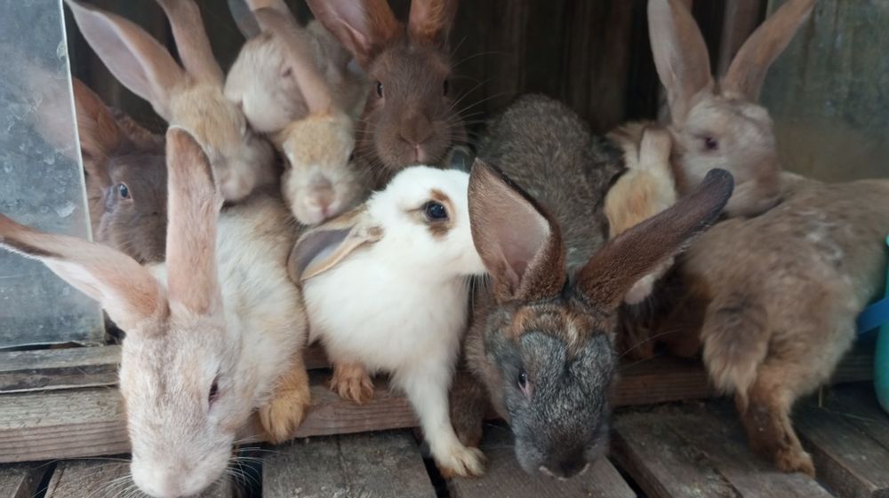 Продам кролей мясной породы