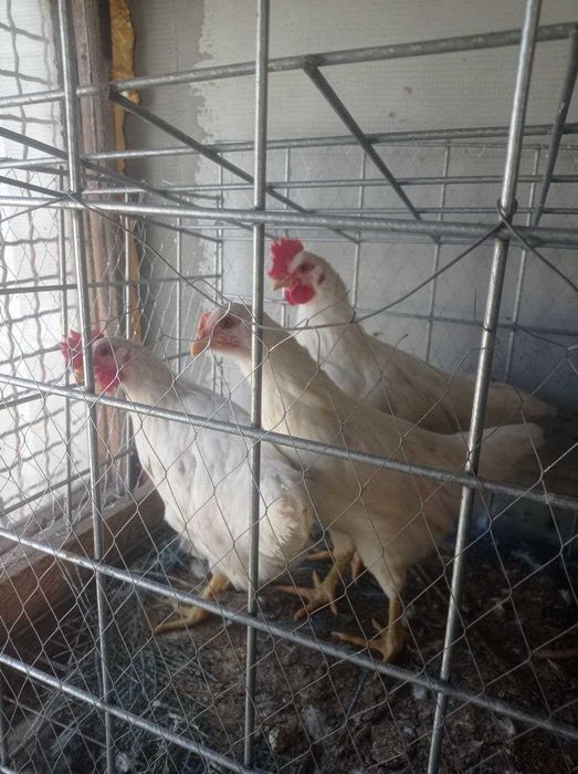 Продам пару півнів Хайсекс