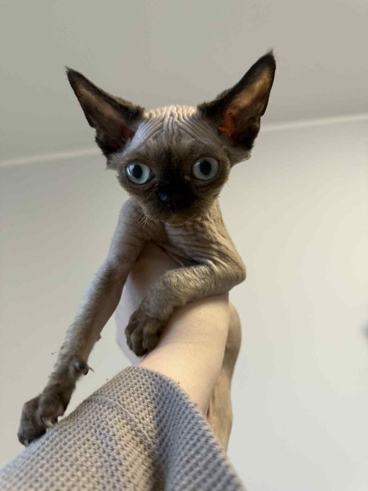 Kociak devon rex drx