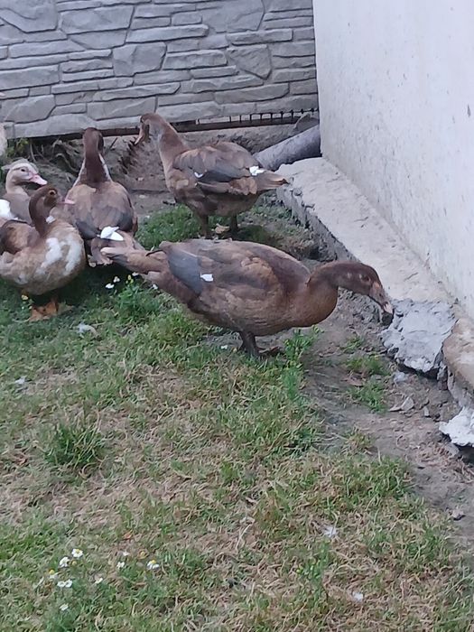 Sprzedam kaczki i kaczory mięsne