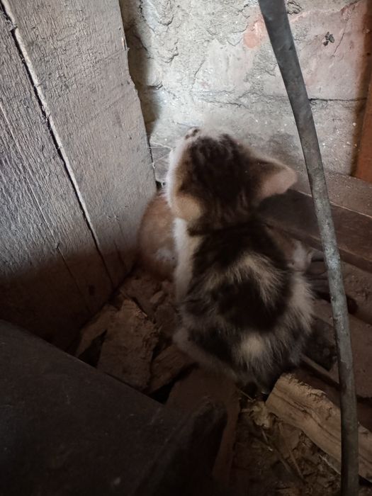 Маленькі кошенятя