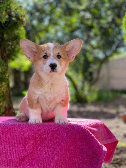 Коргі пемброк дівчинка мілашка