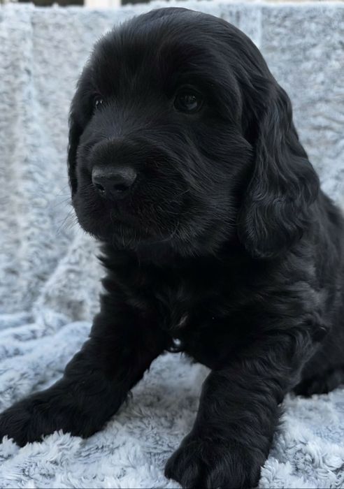 Dziewczynka cocker spaniel angielski
