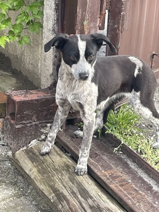 Віддам у добрі руки