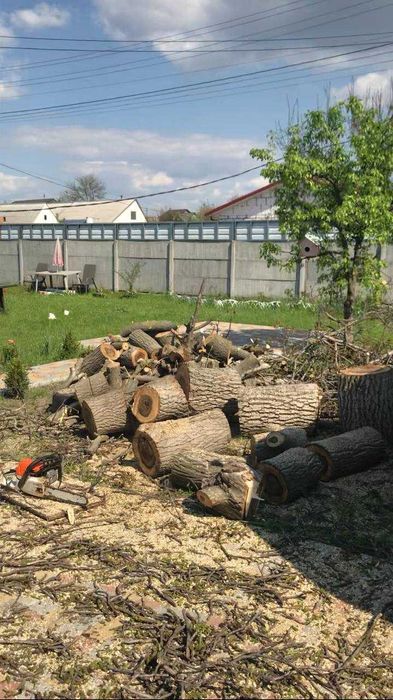 Спил деревьев Омоложение обрезка сада деревьев Корчевание пней