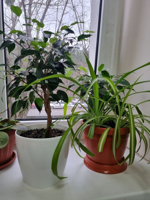 Фікус бенджаміна, качуконосний плющ,