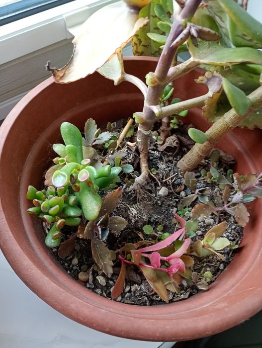 Grubosz, żyworódka, Crassula ovata, sukulenty, Gollum, Campfire