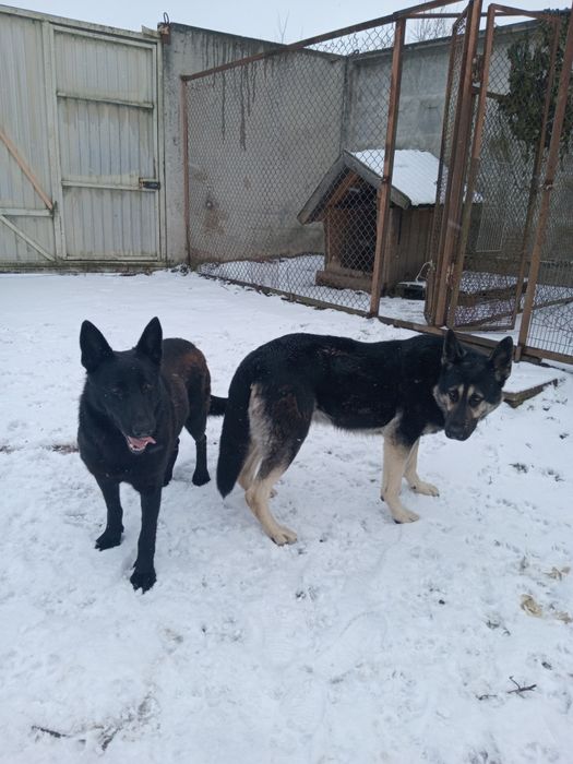 Схсідно-європейська вівчарка