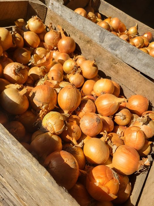 Cebula           .