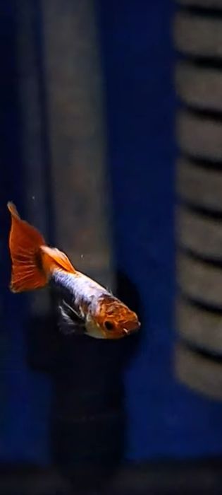 Gupiki koi tuxedo 3 samiczki i 7 samcy okazja