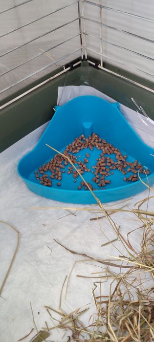 Морская свинка девочка