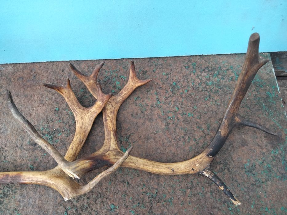 Продам рога оленя
