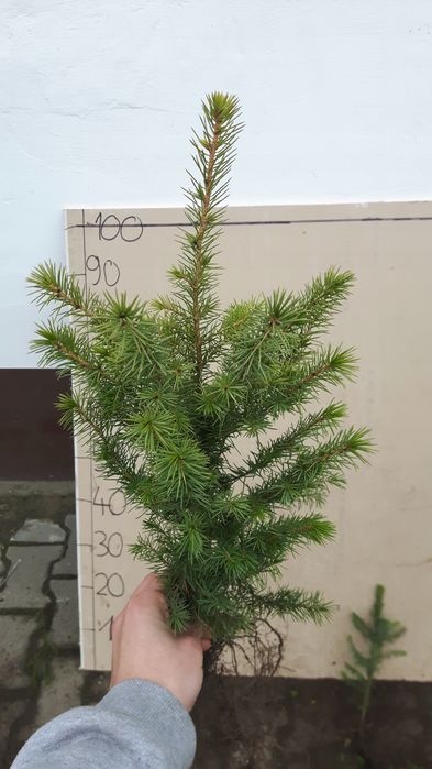 Świerk serbski sadzonki picea omorika 30-50 cm NA PLANTACJE.