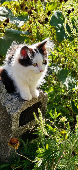 Отдам котят  в добрые и заботливые руки