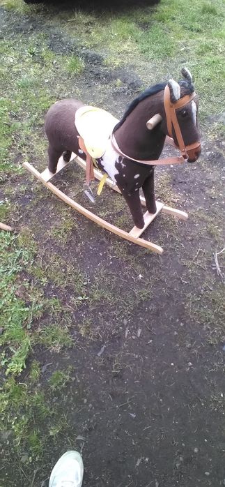 Sprzedam konika na biegunach