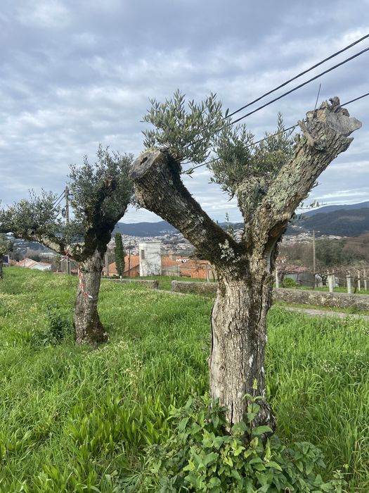 Oliveiras centenárias
