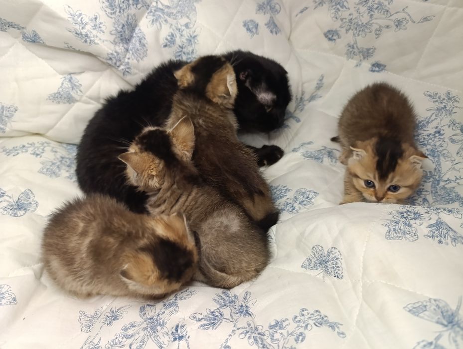 Шотландські кошенята Скоттіш фолд , скоттиш страйт