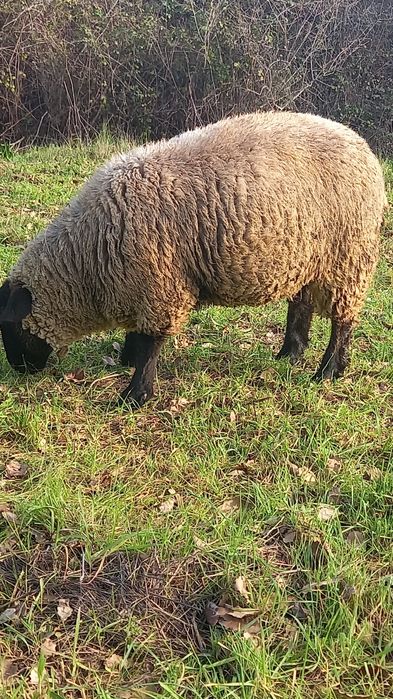 Borrega sulfolk femea