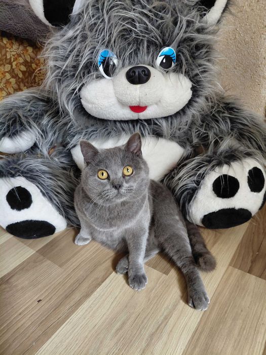Вязка шотландського прямовухого кота