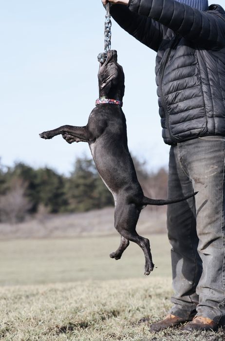 Американський Пітбультер'єр. Цуценята