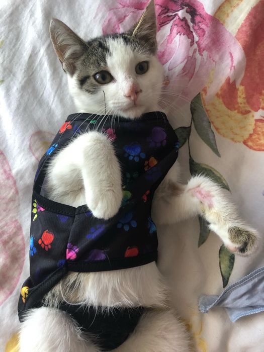 Ignaś do pokochania