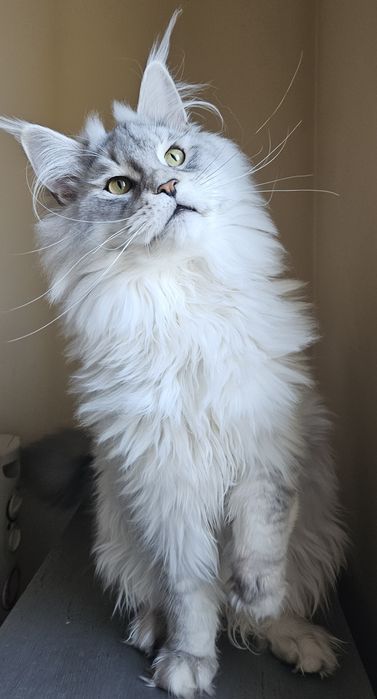 Koteczka długie futerko Maine Coon srebrzysty FPL
