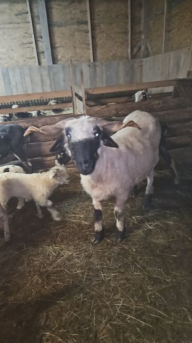 Sprzedam owce walizera