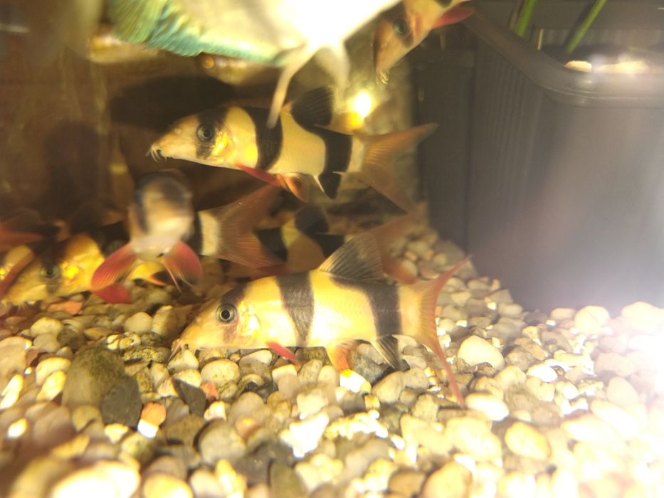 Bocja do akwarium na slimaki