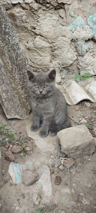 Бесплатно котята 1.5месяца