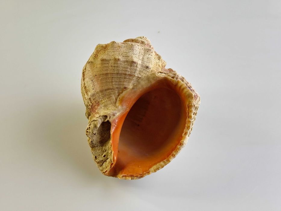 Ракушка рапан морская натуральная.