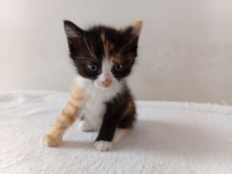 Отдам чудесных котят в добрые ответственные руки