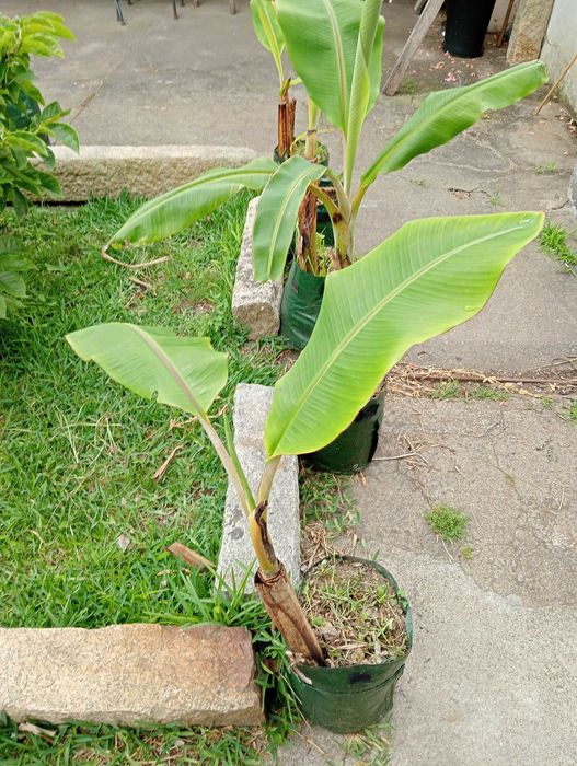 Bananeira vários tamanhos