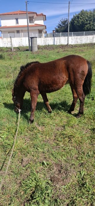 Poldrinho 3 anos Manso