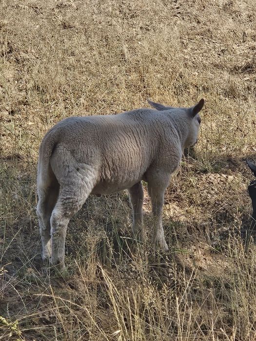 Para venda borrego Texel