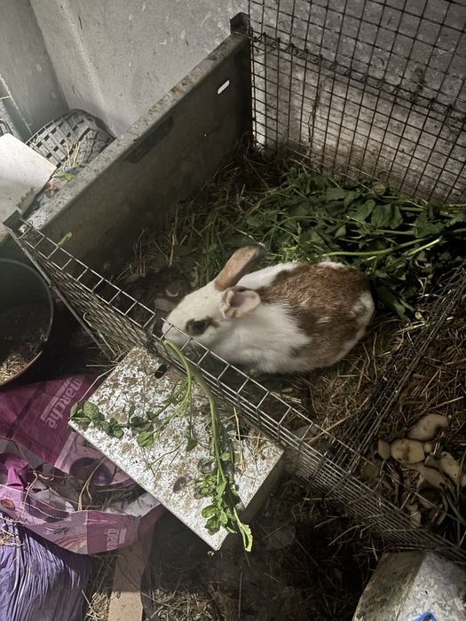 Tenho  Coelhos caseiros venda