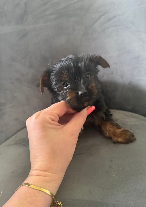 Yorkshire terrier mini suczka rodowodowa
