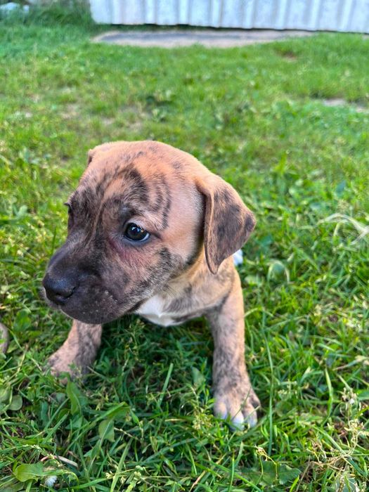 Amstaff piękny samiec pręgowany