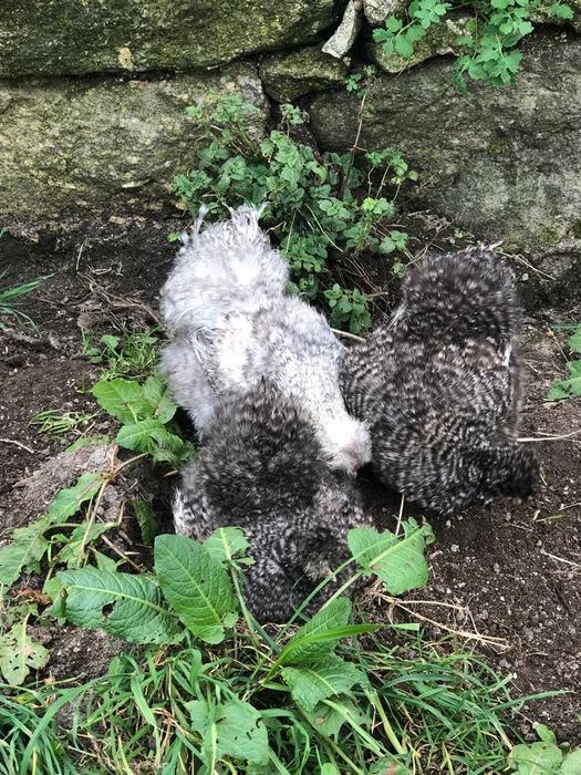 Cornish e Sedosas do Japão