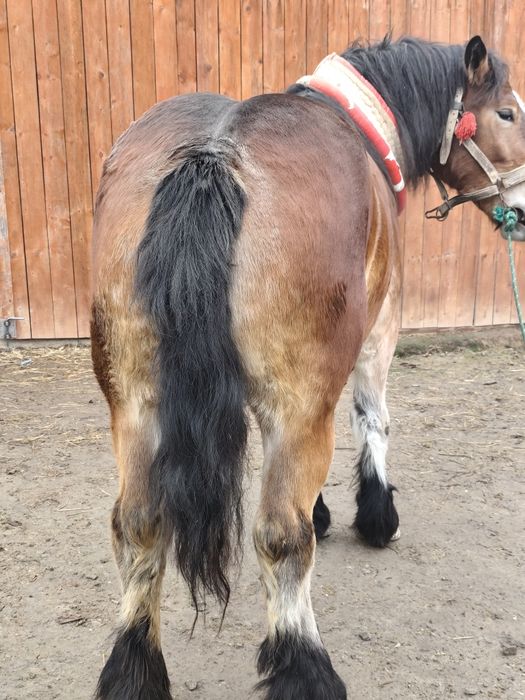 Źrebica 2.5 roku spokojna bardzo dobrej budowy