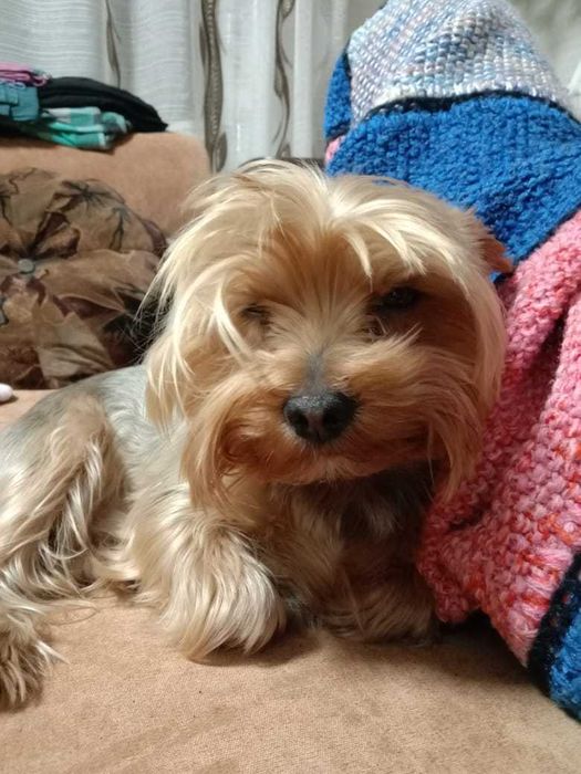 Кобель для вязки