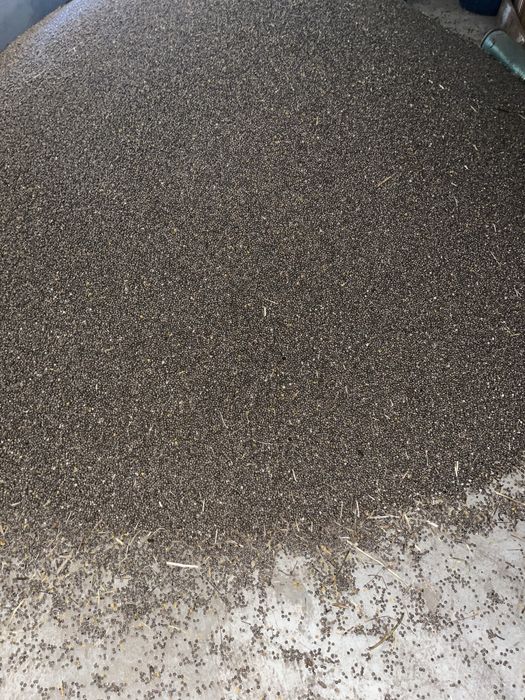 Łubin gorzki karo worki 25 kg