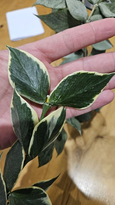 Zestaw 3 sadzonek Hoya polyneura: broget, albomarginata ora inner variegated