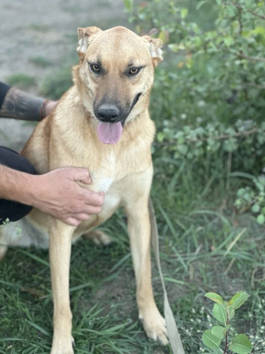 Собака девочка бесплатно